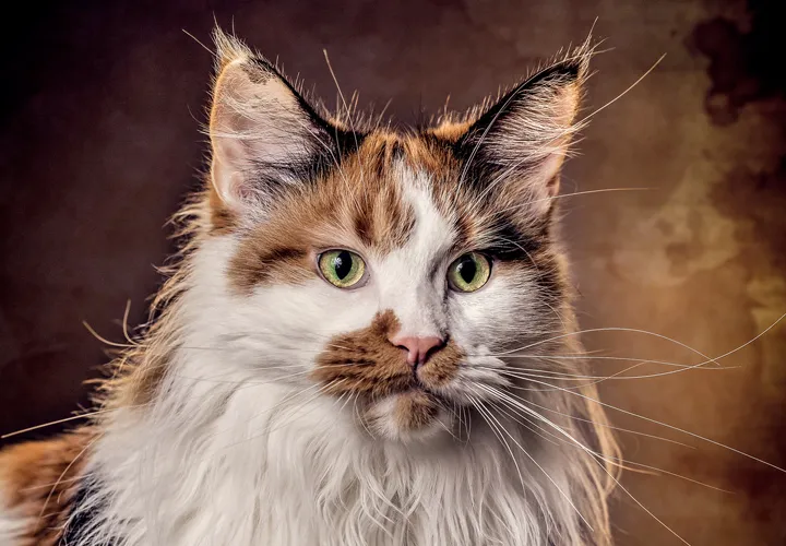 Katzen-Fotografie: Epische Katzenportraits selbst fotografieren