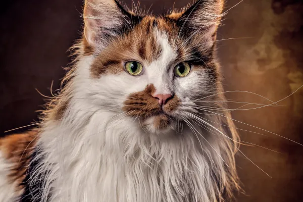 Kattefotografi - Kattportrett