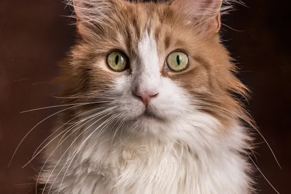 Kattefotografi - Katteportrett