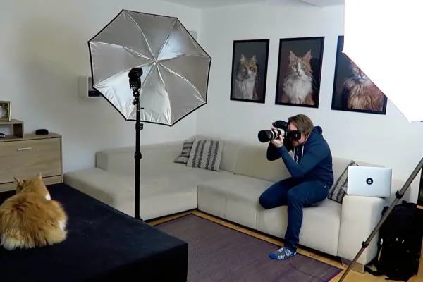 Bak kulissene under en kattefotografering