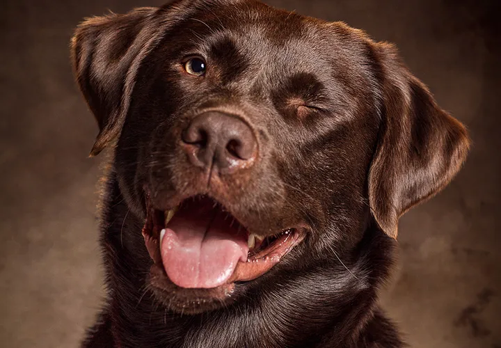 Mengambil potret anjing - sesi foto di studio