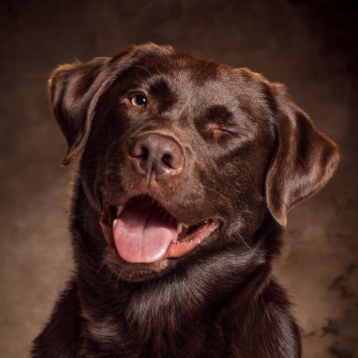 Photographing dog portraits - photo shoot in the studio