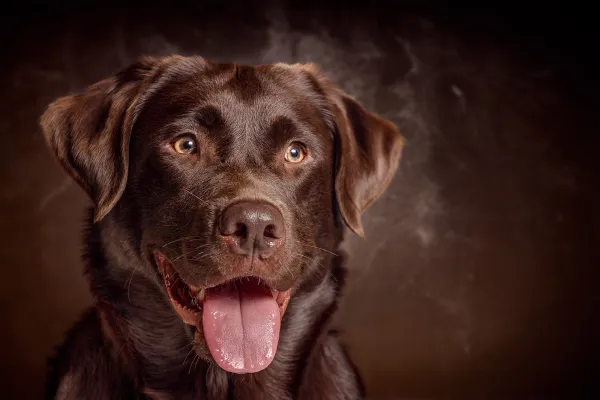 Hundefotografie: Hunde-Portrait, aufgenommen bei einem Fotoshooting in einem Studio
