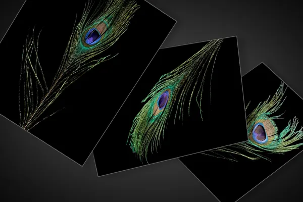 Feder-Bilder mit schwebenden weißen Federn zum Einarbeiten in Compositings.
