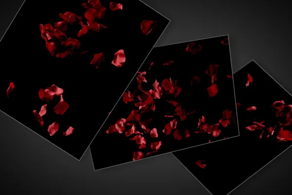 Bilder von roten Rosenblättern zur Einarbeitung in Composings.