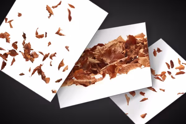 Feuilles d'automne et feuillage d'automne comme textures pour la retouche de compositions.