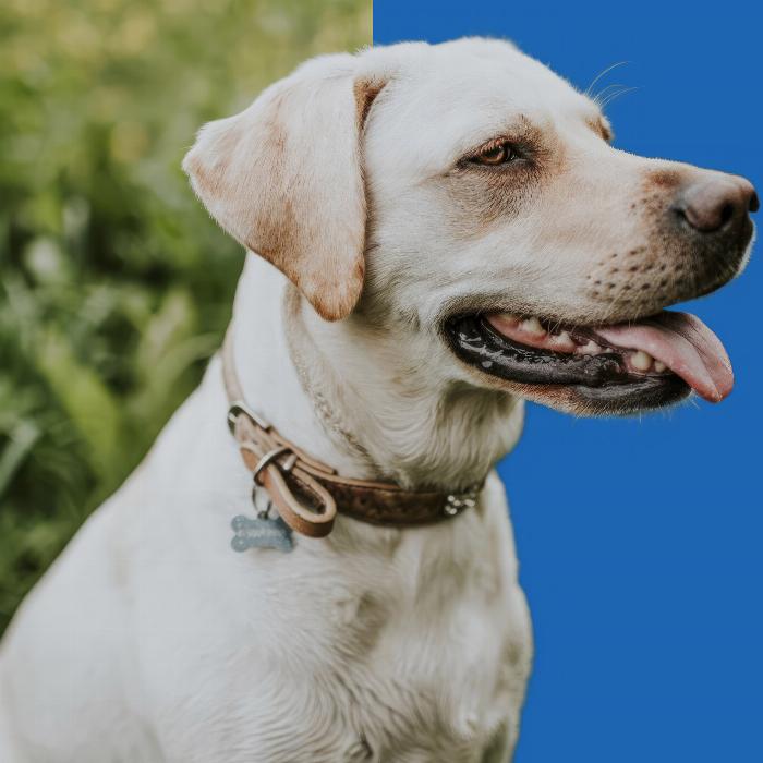 Crop with Affinity Photo - tools and techniques