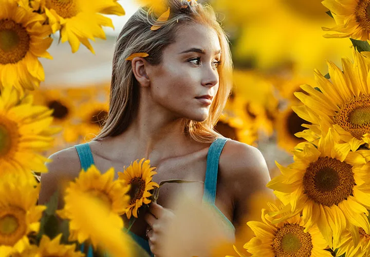 Bilder med solsikker og prestekrager - gule blomster foran en gjennomsiktig bakgrunn