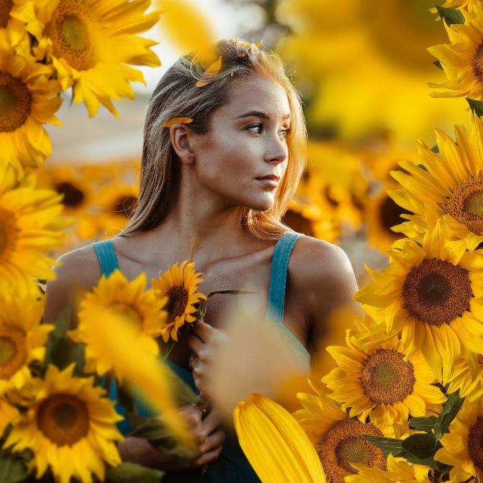 Afbeeldingen met zonnebloemen en madeliefjes - gele bloemen tegen een transparante achtergrond.