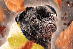 Guide vidéo pour l'action Photoshop -October Rain-
