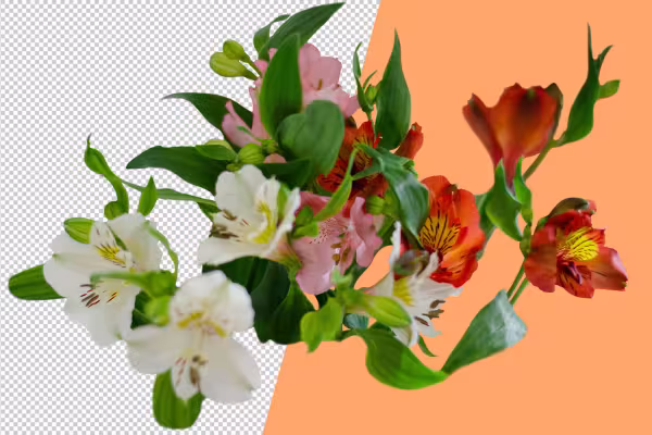 Immagine di un fiore di alstroemeria che mostra che i fiori sono ritagliati.