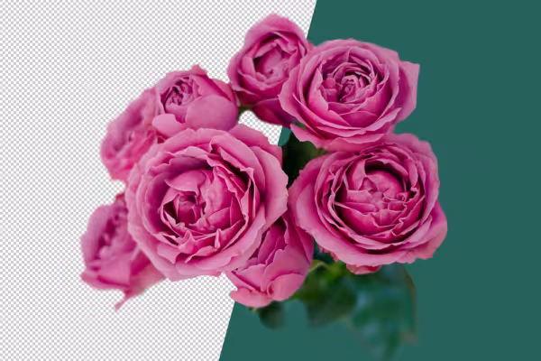 Rosa rose su sfondo trasparente.