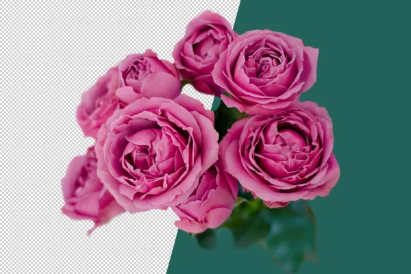 Pink roses against a transparent background