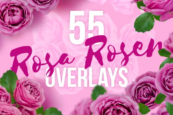 Pink roses