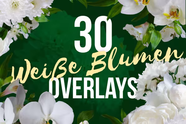 Fleurs blanches, notamment des orchidées et des chrysanthèmes