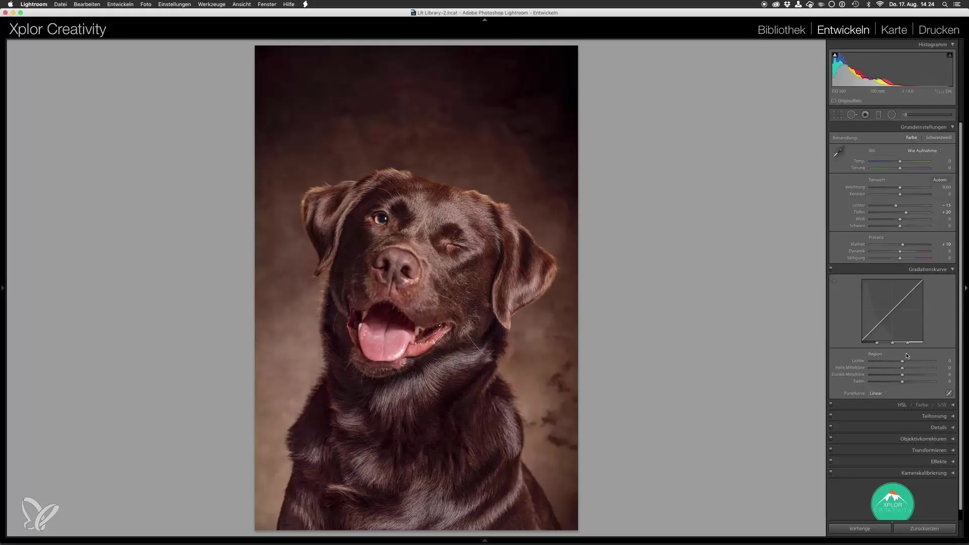Retratos profesionales de perros: finalización en Lightroom Retratos profesionales de perros: finalización en Lightroom