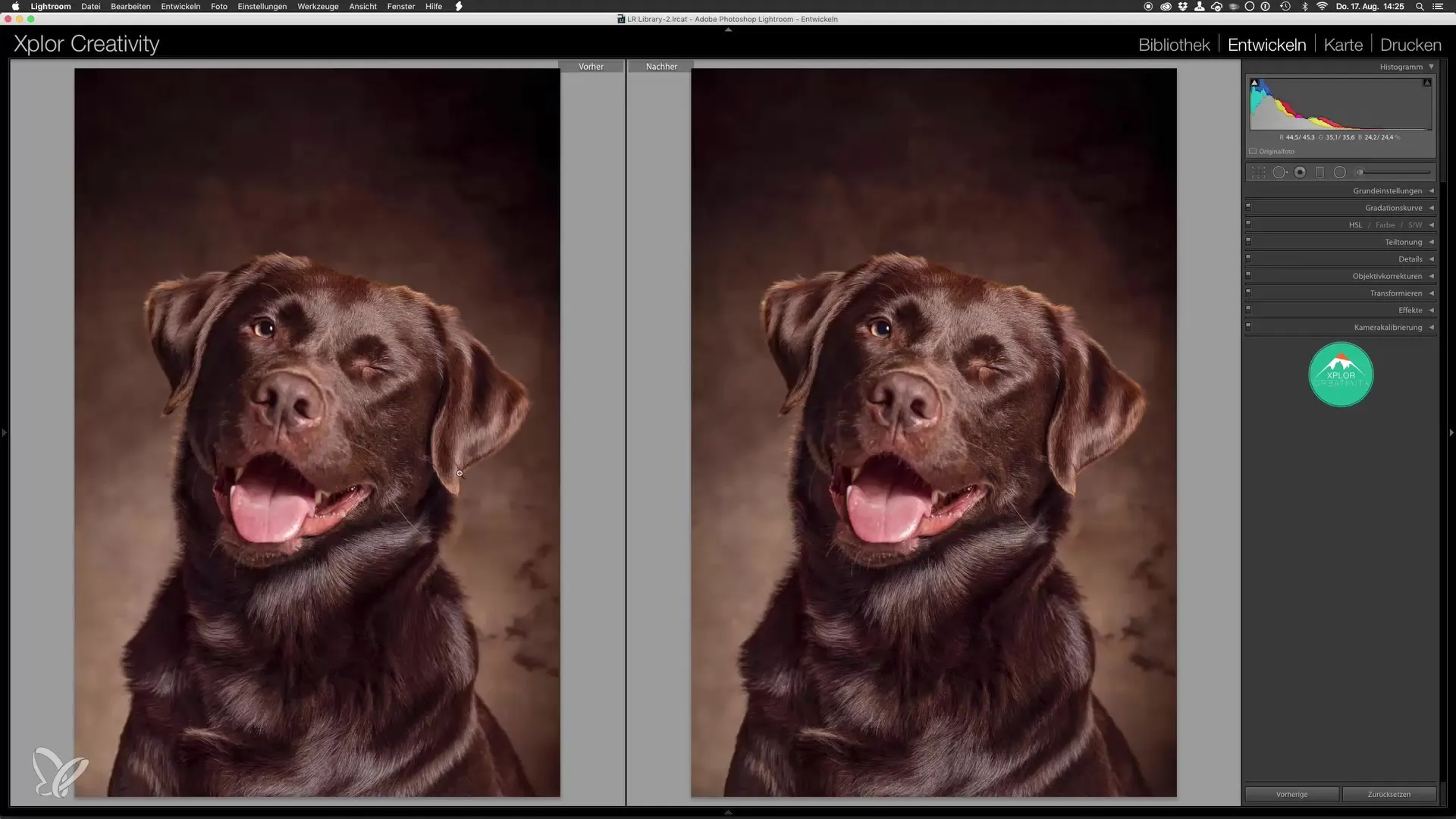 Retratos profesionales de perros: Finalización en Lightroom Retratos profesionales de perros: finalización en Lightroom