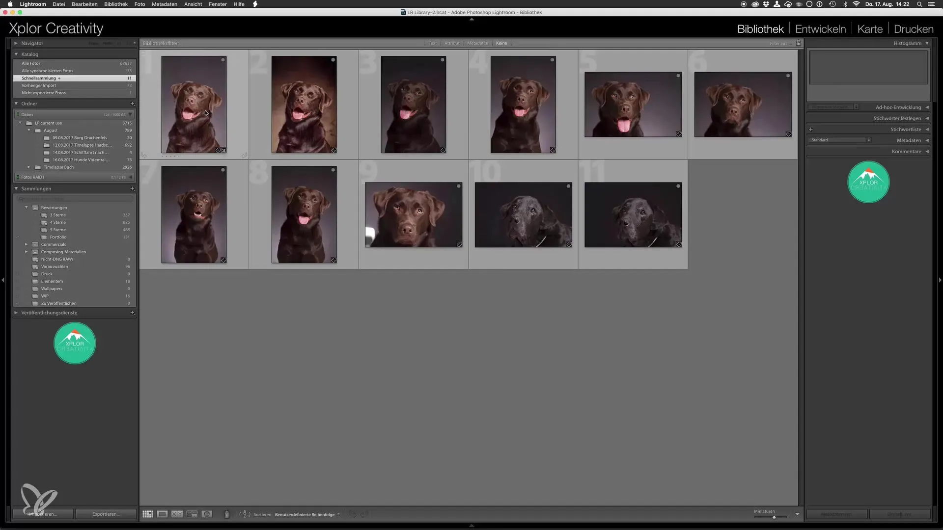 Retratos profesionales de perros: Finalización en Lightroom Retratos de perros profesionales: finalización en Lightroom