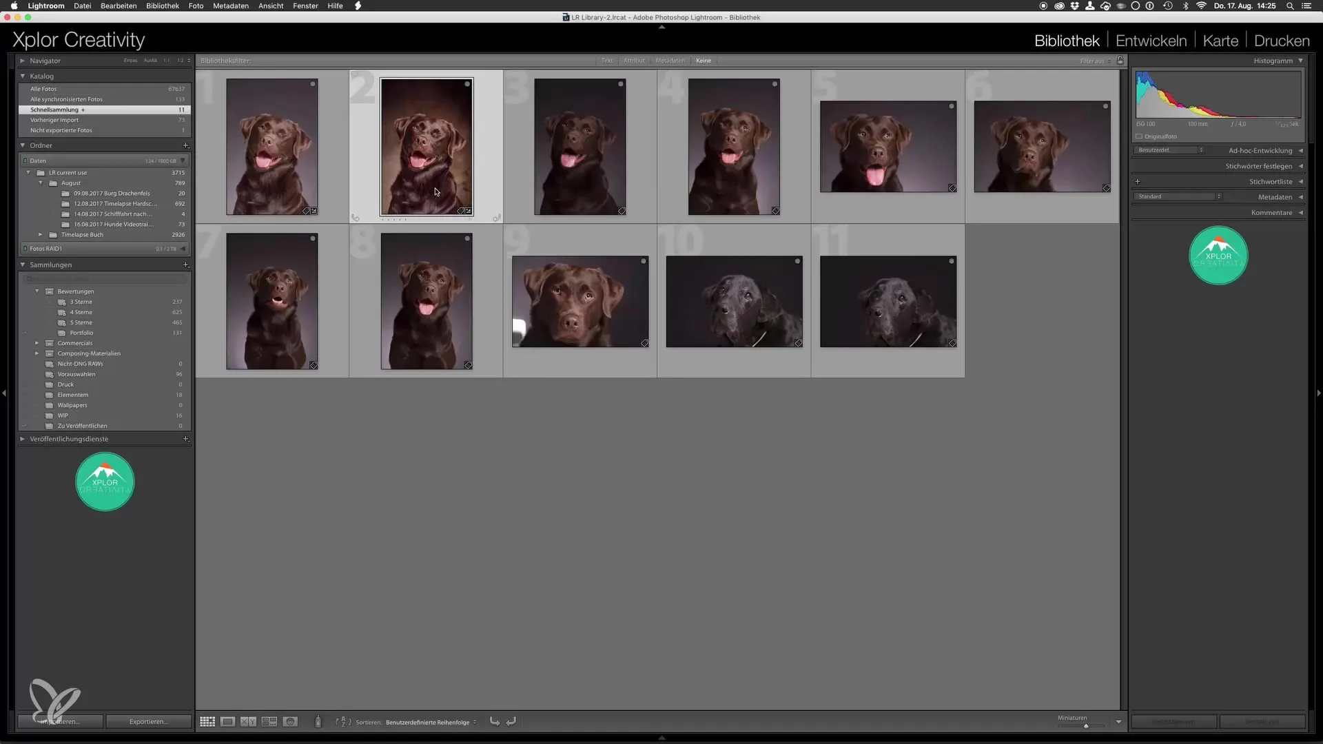 Professionelle Hundeporträts: Lightroom-Finalisierung