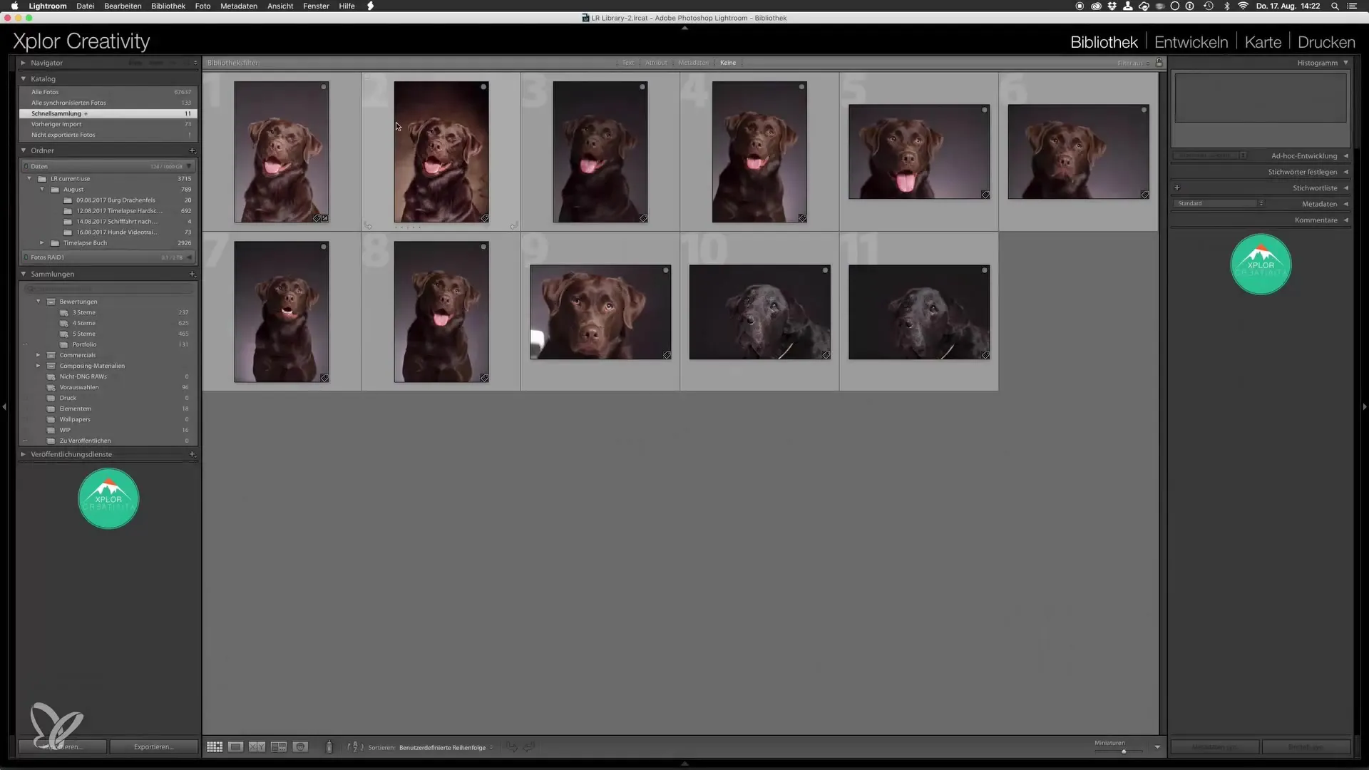 Retratos de perros profesionales: Finalización en Lightroom Retratos profesionales de perros: Finalización en Lightroom