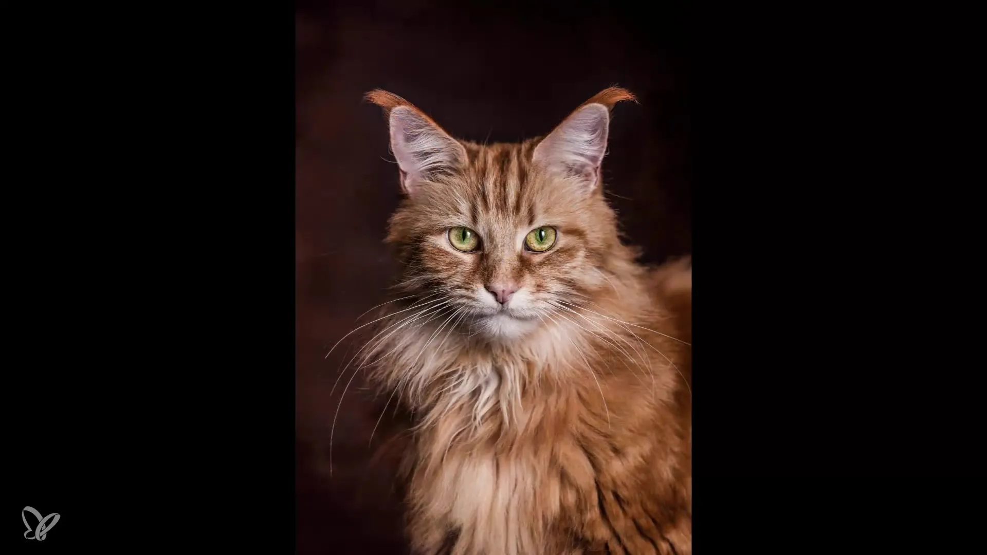 Basics for self-photographing epic cat portraits Basics for Taking Epic Cat Portraits Yourself