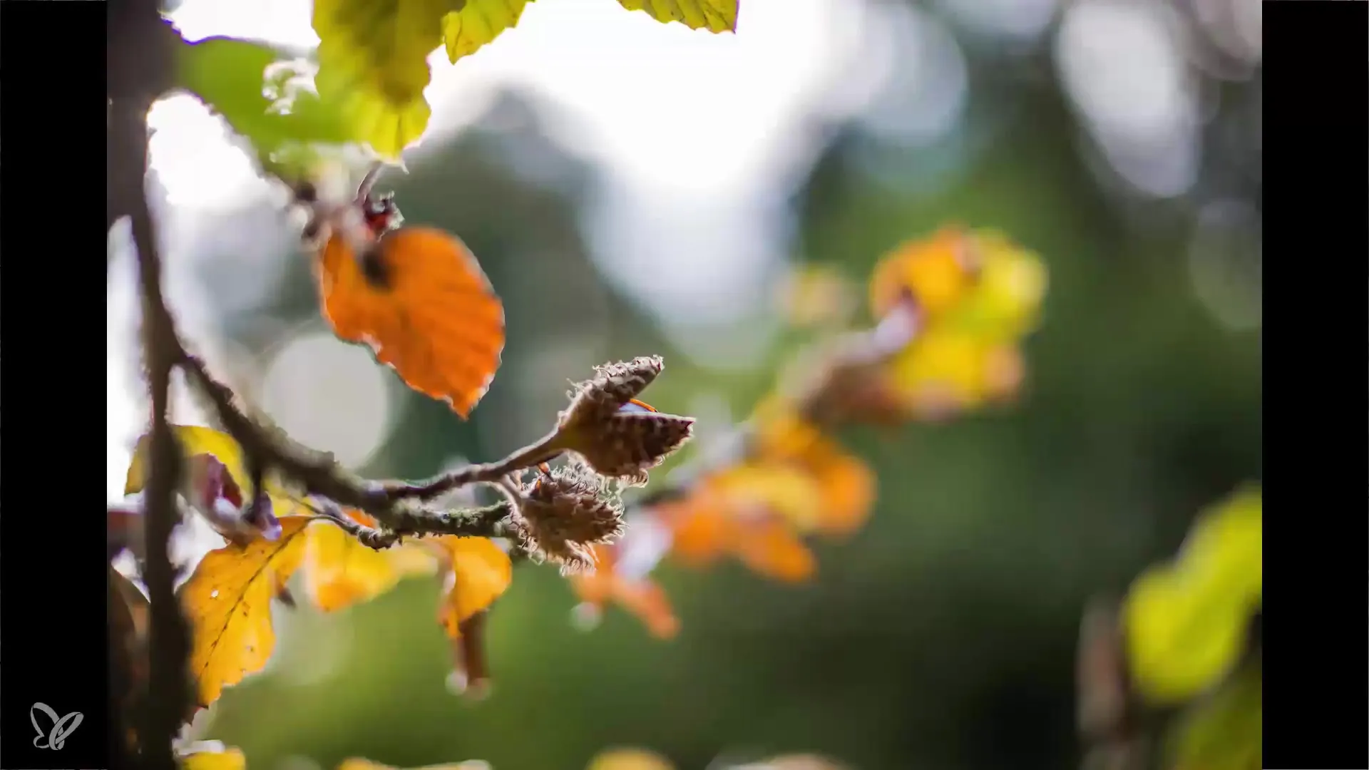 Herbstdetails kreativ einfangen – Tipps zur Fotografie Herbstdetails kreativ einfangen – Tipps zur Fotografie