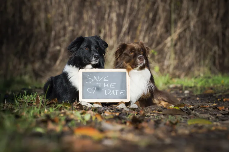 Fotografía de bodas Parte 12: Save the Date & Trash the Dress