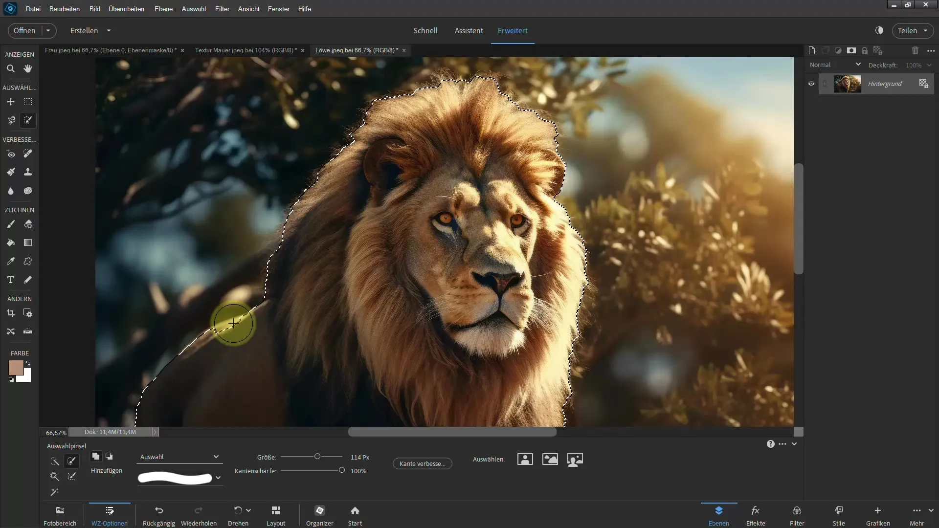 Frigjøring av en løve: Trinn-for-trinn-veiledning for Photoshop Elements
