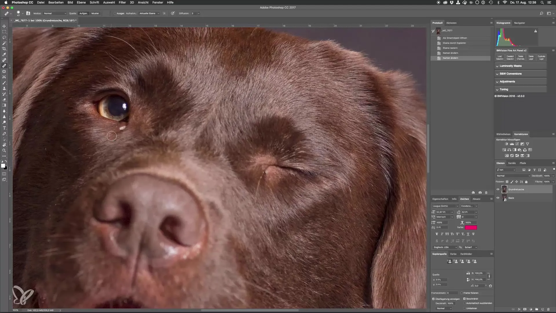 Professionelle Hundeporträts mit Photoshop erstellen Professionelle Hundeporträts mit Photoshop erstellen
