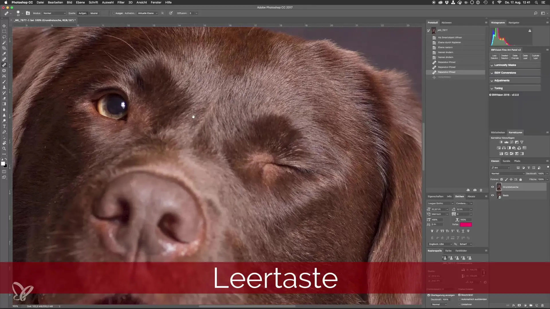 Professionelle Hundeporträts mit Photoshop erstellen Professionelle Hundeporträts mit Photoshop erstellen