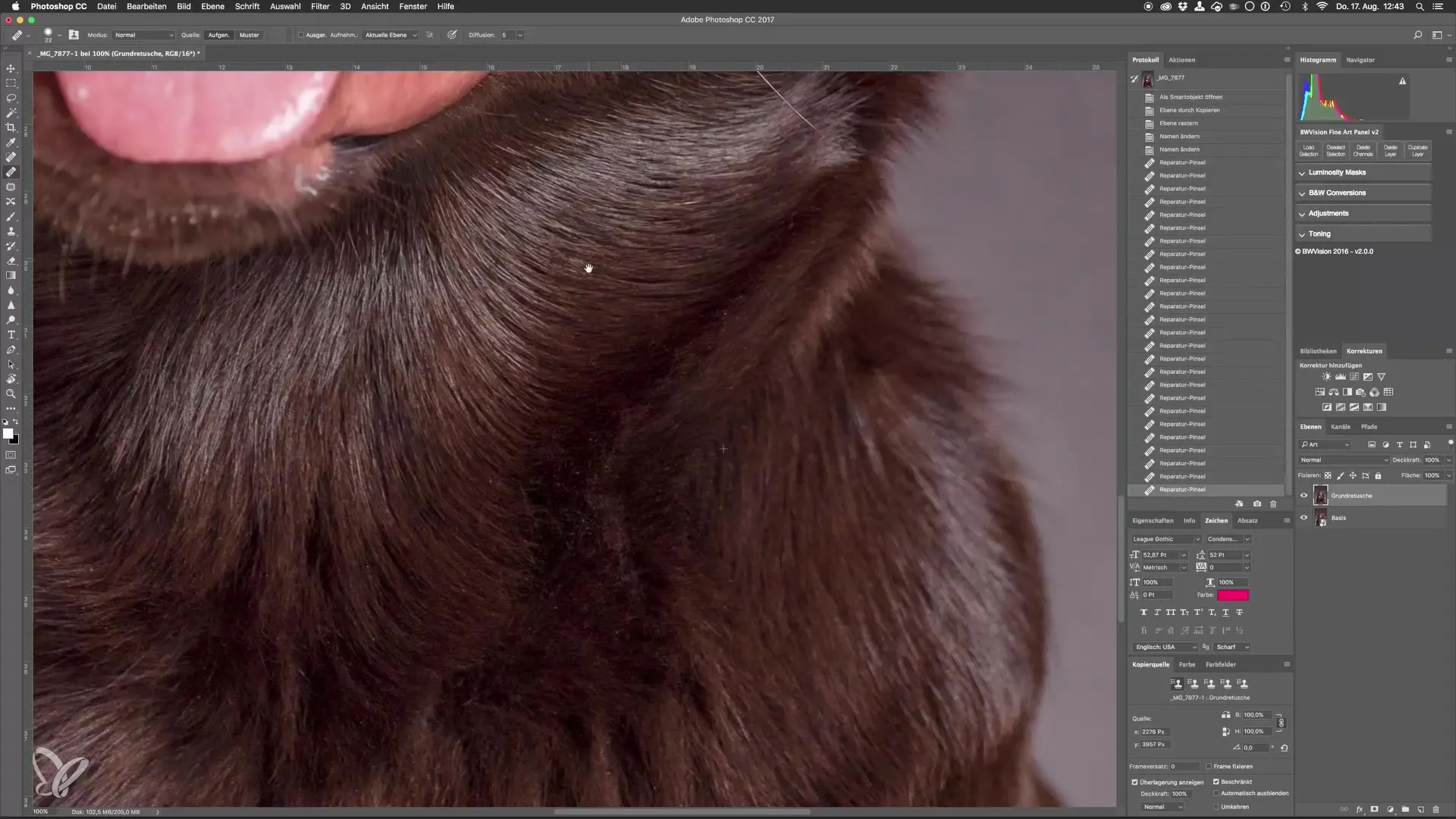 Professionelle Hundeporträts mit Photoshop erstellen Professionelle Hundeporträts mit Photoshop erstellen