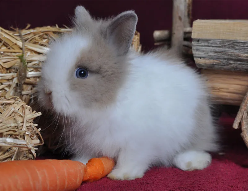 動物写真 第01部: 導入 動物モチーフ - 動物がよく似合う