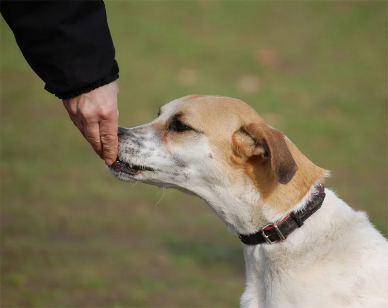 動物写真学　Part 01：モチーフ動物 - 動物っぽくいい
