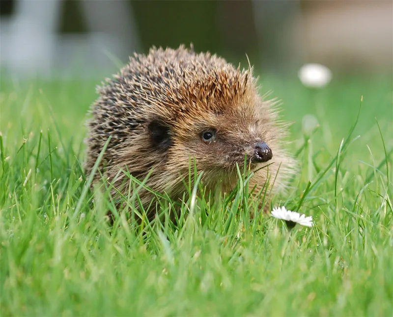 動物写真　Part 01: 導入 モチーフ 動物 - やばいね