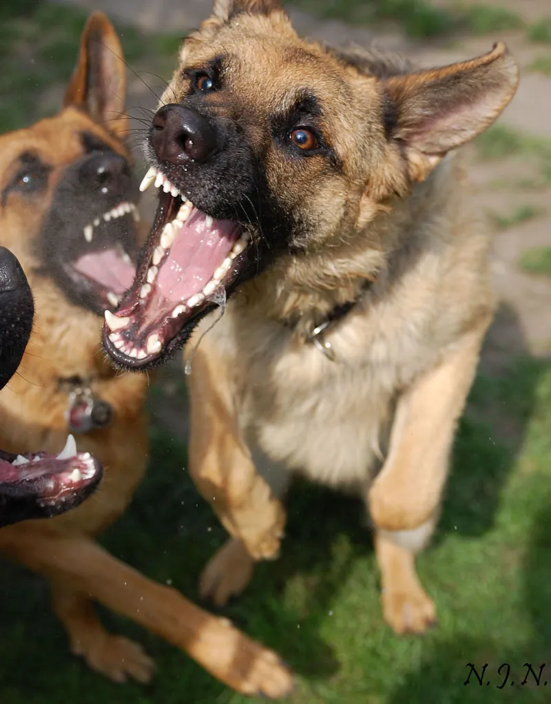 動物写真 パート01:序論-動物のモチーフ、動物のように良い