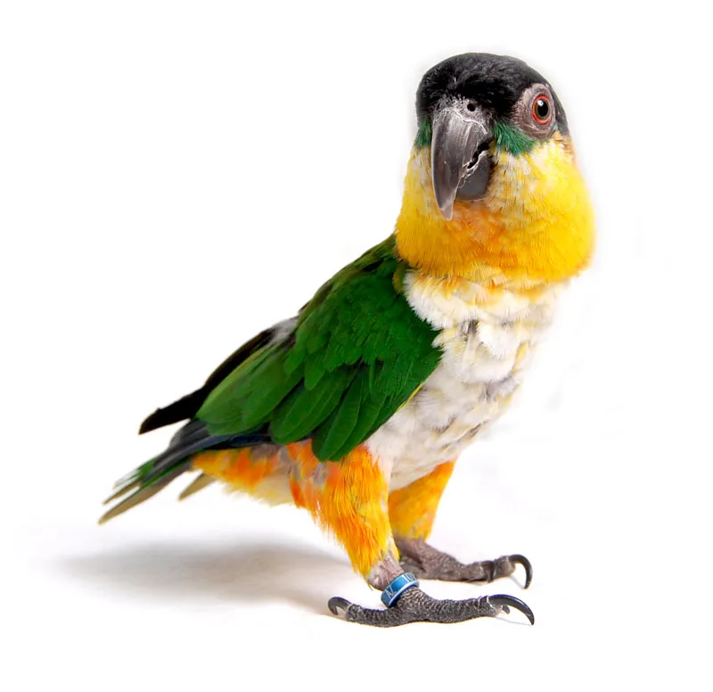動物写真撮影 パート01：動物を撮るモチーフ - 動物的に素晴らしい