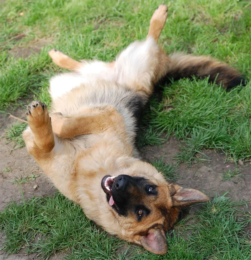 動物写真撮影 パート01: 導入 動物の被写体 - 獣的に素晴らしい