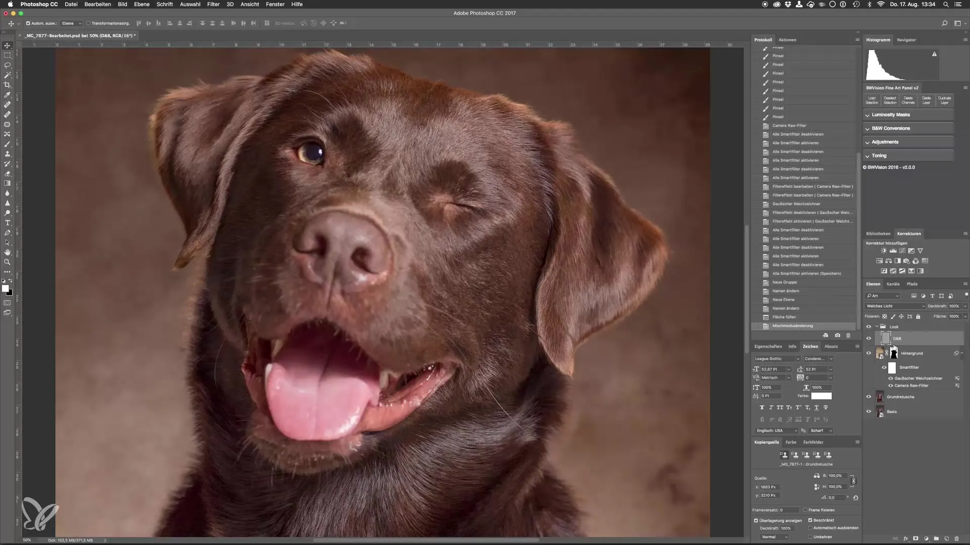 Dodge-and-Burn para retratos impresionantes de perros en el estudio Dodge y Burn para impresionantes retratos de perros en el estudio