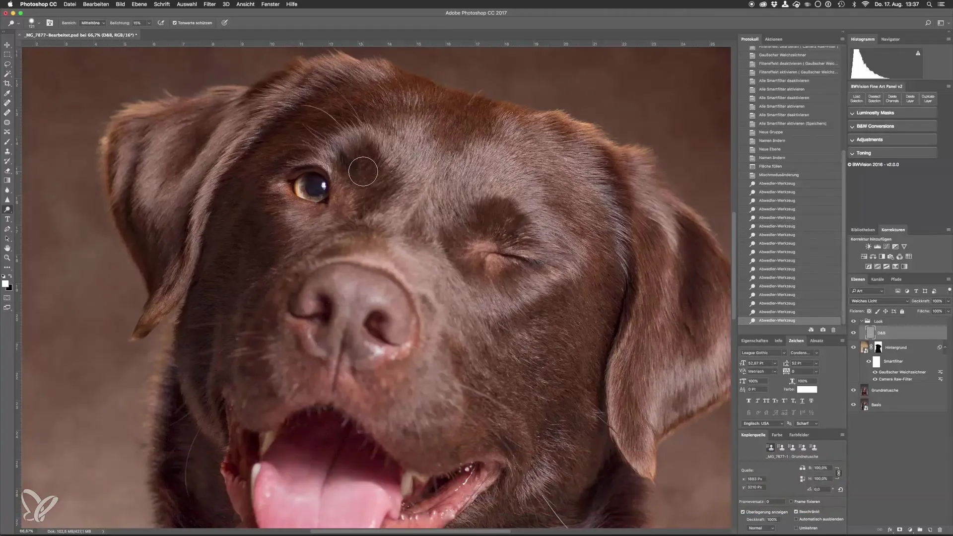 Dodge y Burn para retratos impresionantes de perros en el estudio Dodge-and-Burn para impresionantes retratos de perros en el estudio