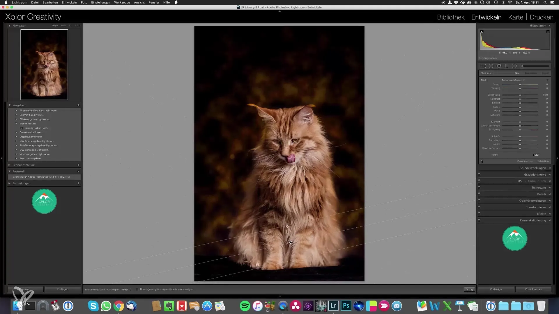 Captura retratos épicos de gatos tú mismo – Edición de imágenes fácil de hacer Retratos épicos de gatos: fotografíalos tú mismo - Edición de imágenes hecha fácil