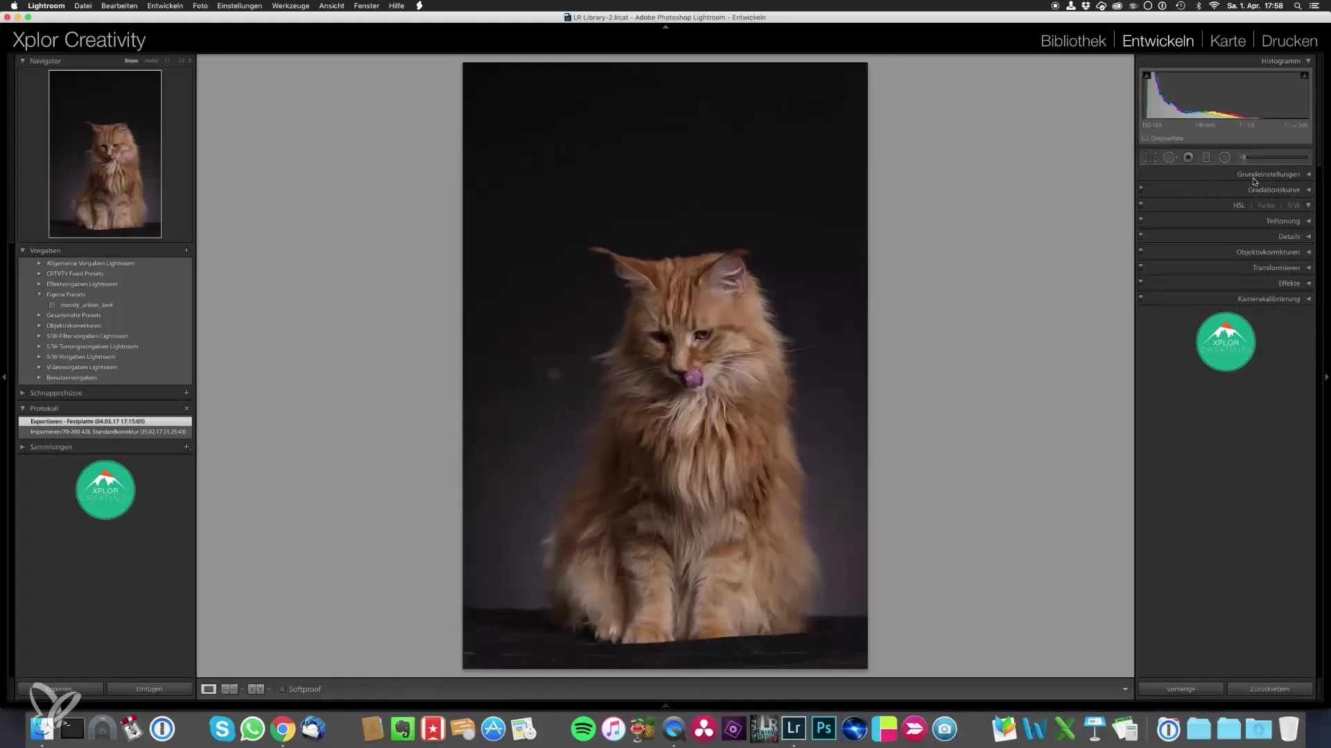 Retratos épicos de gatos: cómo fotografiarlos y editar las imágenes fácilmente Retratos épicos de gatos: fotografía y edición de imágenes facil