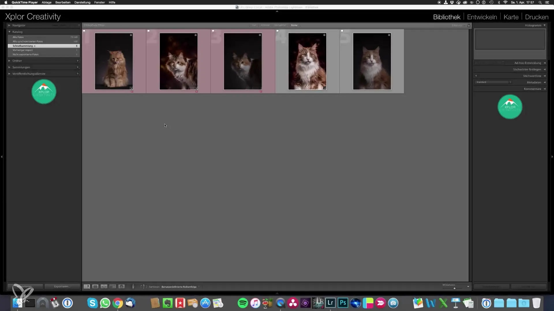 Fotografía retratos épicos de gatos tú mismo: Edición de imágenes hecha fácil Retratos épicos de gatos: fotografía y fácil edición de imágenes