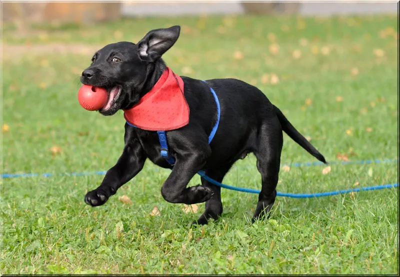 Animal photography part 02: The right equipment
