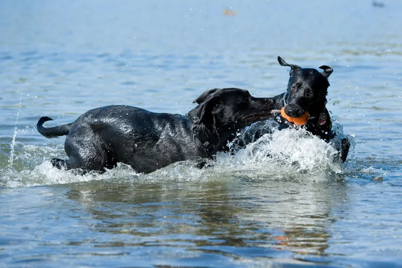 Animal photography part 02: The right equipment