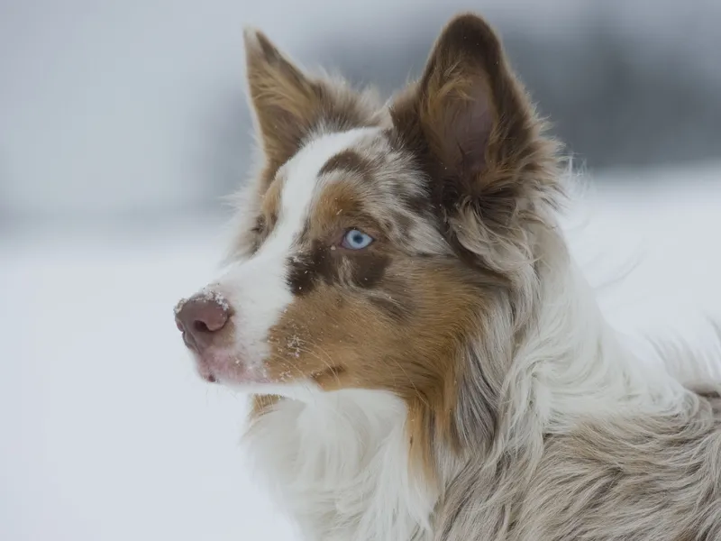 Animal photography part 02: The right equipment