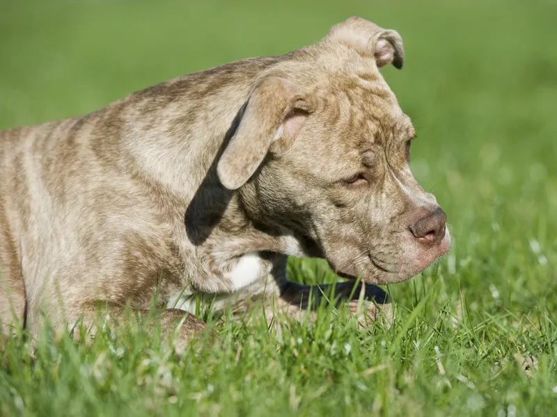 Animal photography part 02: The right equipment