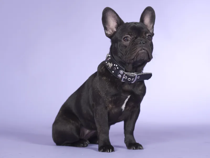 Animal photography part 02: The right equipment