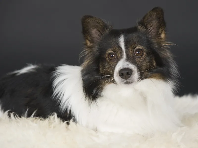 Animal photography part 02: The right equipment