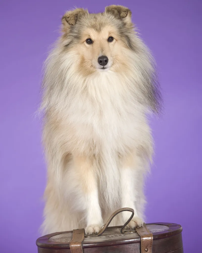 Animal photography part 02: The right equipment