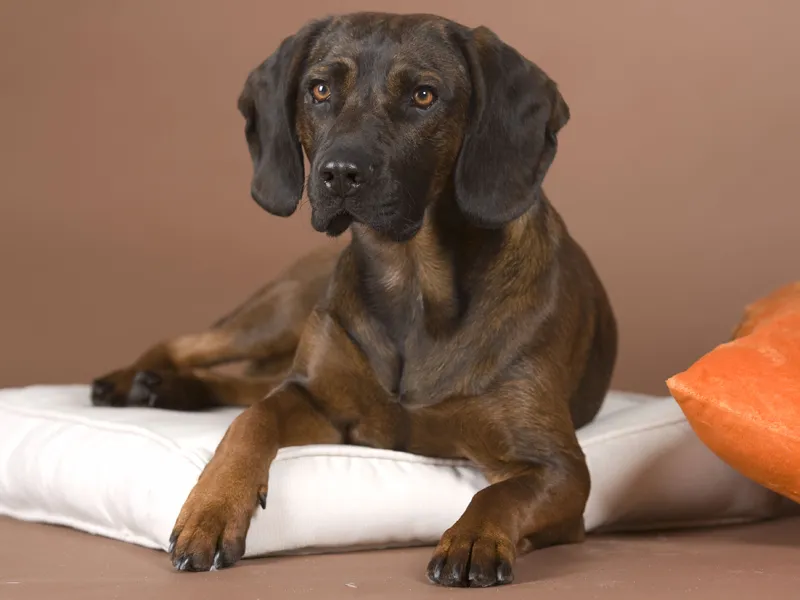 Animal photography part 02: The right equipment